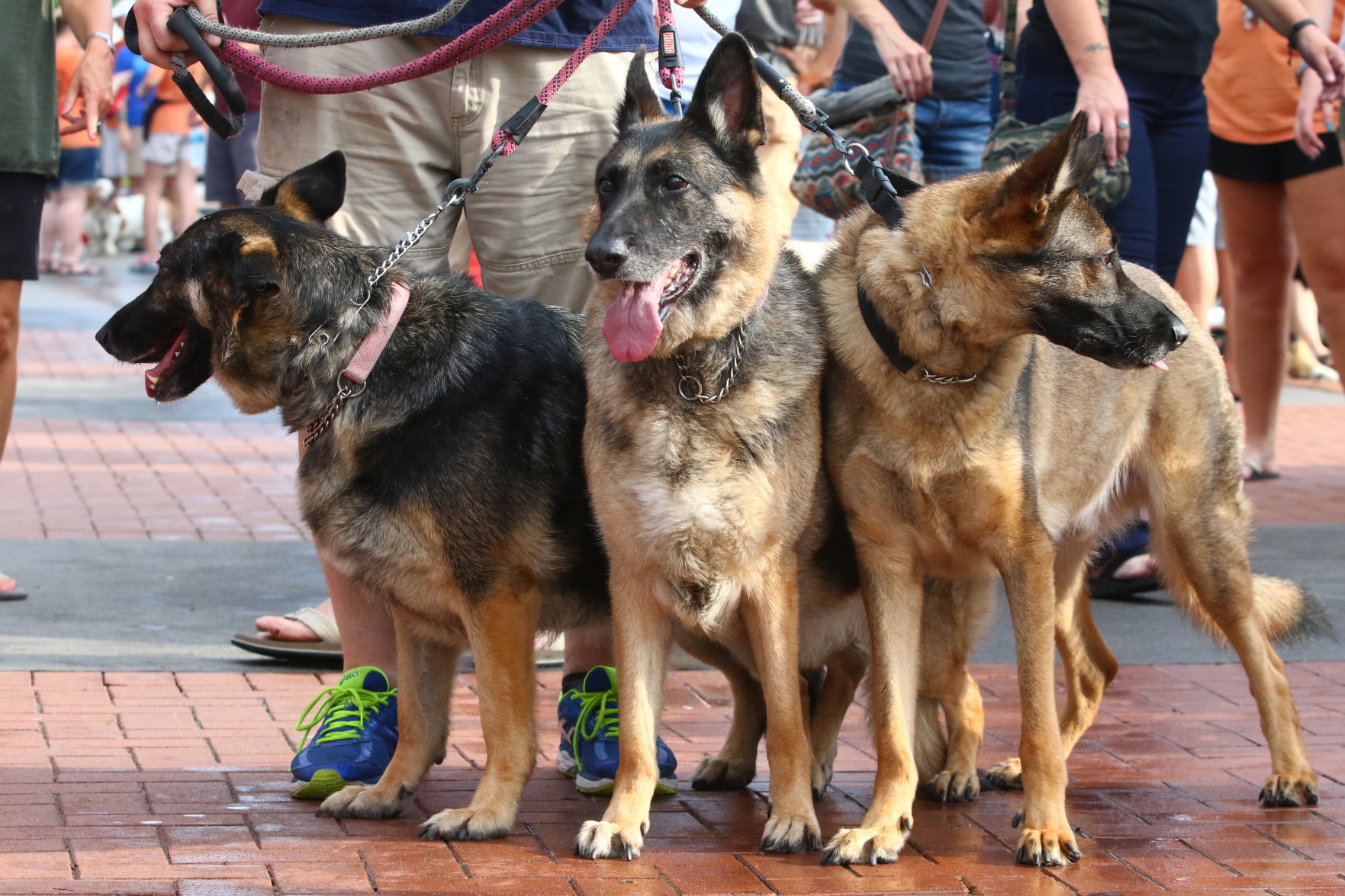 Lakeshore PAWS Pup Crawl